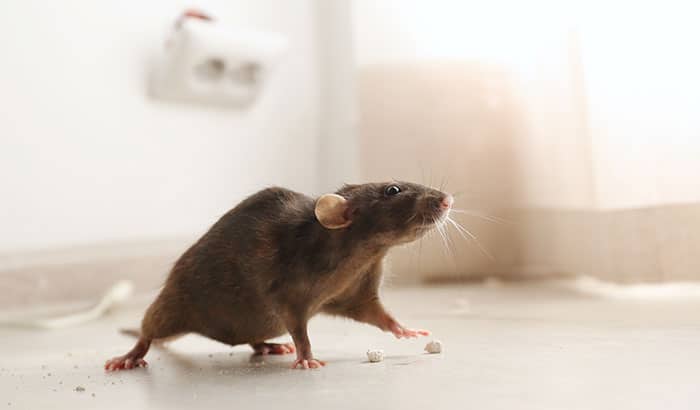 Prevent Rodent Infestations in Your Lower Level