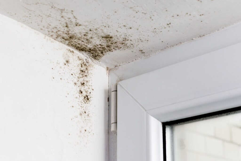 Warding off Mold and Mildew