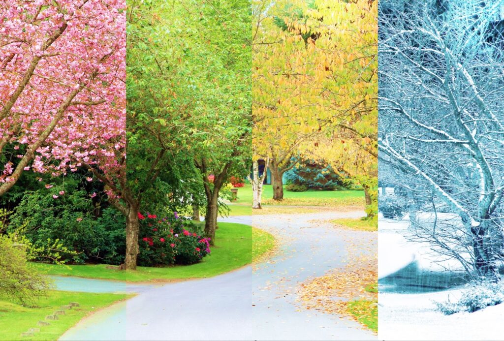 Four pictures of trees and flowers, showcasing their beauty and diversity